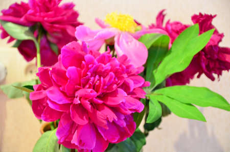 fresh bright blooming peonies flowers with dew drops on petals.の写真素材