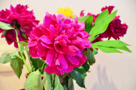 fresh bright blooming peonies flowers with dew drops on petals.の写真素材