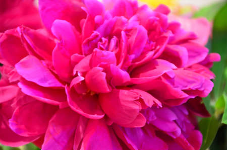fresh bright blooming peonies flowers with dew drops on petals.の写真素材