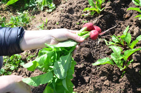 a female hand holds a freshly picked radish. fresh fruits and vegetables Organic vegetables. Farmers...