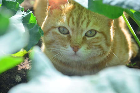 ginger red Cat in the Green Grass in Summer. Beautiful Red Cat with Yellow Eyes.の写真素材