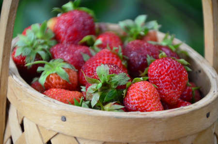 Ripe strawberries with leaves in wicker basket on wooden table on blurred background.の写真素材
