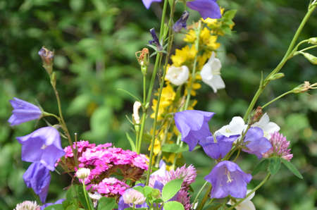 beautiful bouquet of bright flowers on a meadow against a background of green foliage.の写真素材