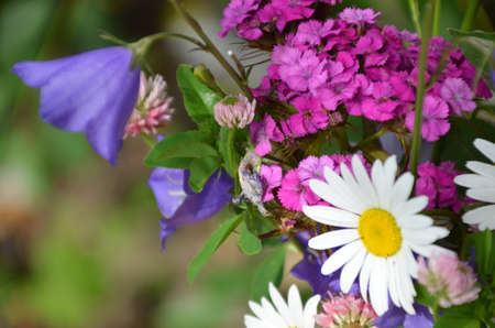 beautiful bouquet of bright flowers on a meadow against a background of green foliage.の写真素材