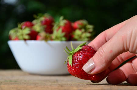 A close up of a Girls hands holding a bunch of red fresh strawberries from the garden.の写真素材