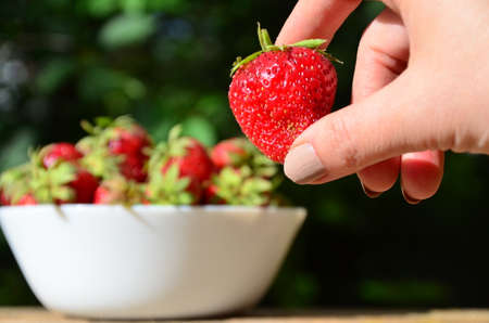 A close up of a Girls hands holding a bunch of red fresh strawberries from the garden.の写真素材