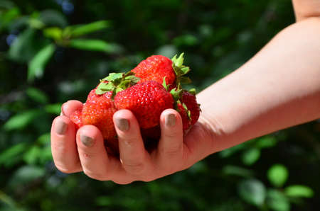 A close up of a Girls hands holding a bunch of red fresh strawberries from the garden.の写真素材