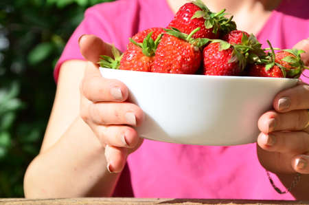 A close up of a Girls hands holding a bunch of red fresh strawberries from the garden.の写真素材