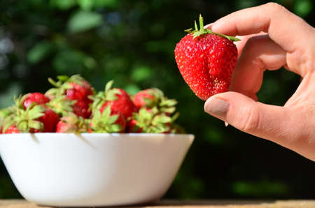 A close up of a Girls hands holding a bunch of red fresh strawberries from the garden.の写真素材