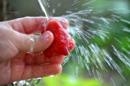 Washing fresh large ripe tasty organic red strawberries under running water. Strawberry berries are floating in the water with bubbles. Juicy fruits should be thoroughly washed and eaten clean.の写真素材