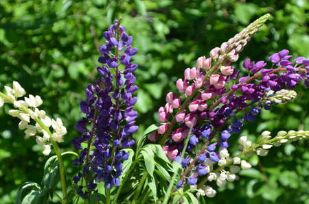 close-up of purple lupine flowers.Summer field of flowers in nature with a blurred background.selective focus. Lilac violet Lupinusの写真素材