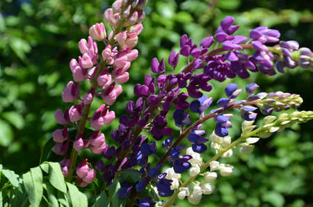 close-up of purple lupine flowers.Summer field of flowers in nature with a blurred background.selective focus. Lilac violet Lupinusの写真素材