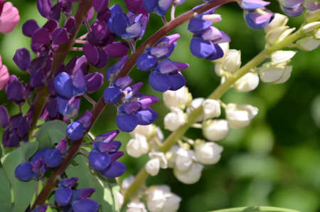 close-up of purple lupine flowers.Summer field of flowers in nature with a blurred background.selective focus. Lilac violet Lupinusの写真素材