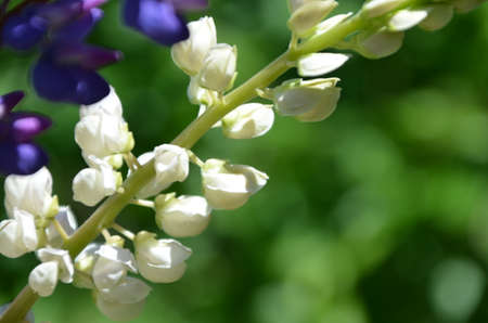 close-up of purple lupine flowers.Summer field of flowers in nature with a blurred background.selective focus. Lilac violet Lupinusの写真素材