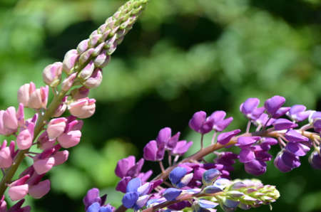 close-up of purple lupine flowers.Summer field of flowers in nature with a blurred background.selective focus. Lilac violet Lupinusの写真素材