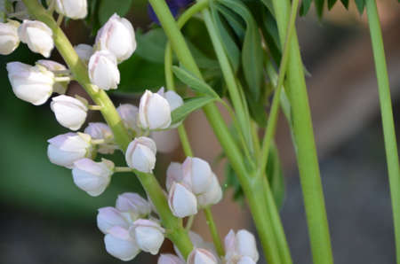 close-up of purple lupine flowers.Summer field of flowers in nature with a blurred background.selective focus. Lilac violet Lupinusの写真素材