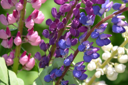 close-up of purple lupine flowers.Summer field of flowers in nature with a blurred background.selective focus. Lilac violet Lupinusの写真素材