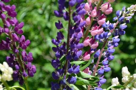 close-up of purple lupine flowers.Summer field of flowers in nature with a blurred background.selective focus. Lilac violet Lupinusの写真素材