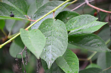 rainy season, water drop on green palm leaf, big foliage in rain forest, nature backgroundの写真素材