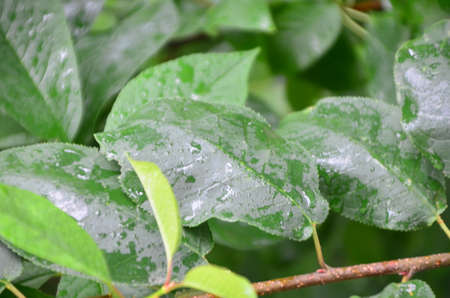 rainy season, water drop on green palm leaf, big foliage in rain forest, nature backgroundの写真素材