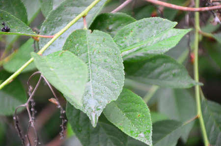 rainy season, water drop on green palm leaf, big foliage in rain forest, nature backgroundの写真素材