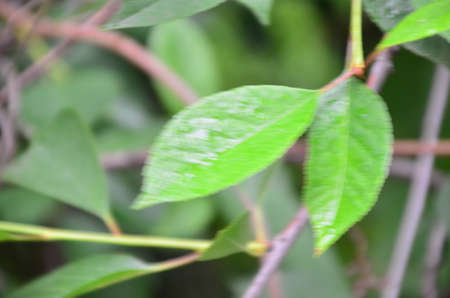 rainy season, water drop on green palm leaf, big foliage in rain forest, nature background