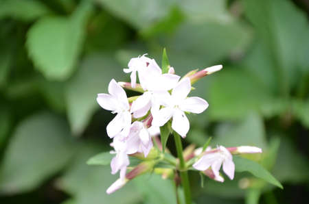 Tiny white flowers on a meadow against a background of green foliageの写真素材