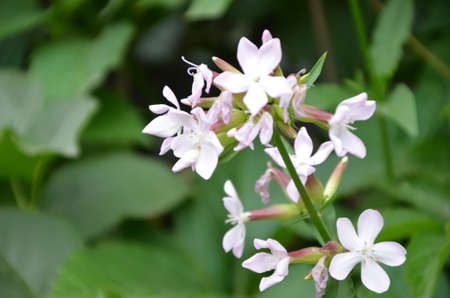 Tiny white flowers on a meadow against a background of green foliageの写真素材