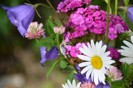 beautiful bouquet of bright flowers on a meadow against a background of green foliageの写真素材
