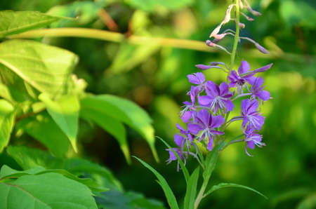 beautiful purple flower on green foliage background. Chive herb flowers on beautiful bokeh background. Very shallow DOF.の写真素材