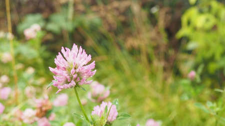 Macro photo of nature plant flower clover. Background texture of a blooming wild flower clover. Image of field red flower cloverの写真素材