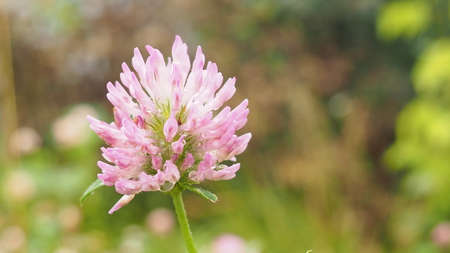 Macro photo of nature plant flower clover. Background texture of a blooming wild flower clover. Image of field red flower cloverの写真素材