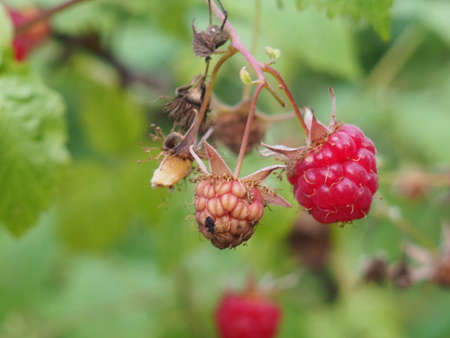 branch of ripe raspberries in a gardenの写真素材
