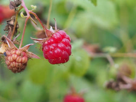 branch of ripe raspberries in a gardenの写真素材