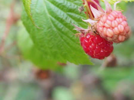 branch of ripe raspberries in a gardenの写真素材