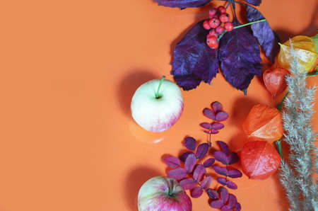 Thanksgiving background: Apples, pumpkins and fallen leaves on orange background. Copy space for text. Halloween, Thanksgiving day or seasonal autumnal. Design mock up. Horizontalの写真素材