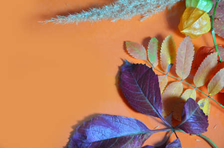 autumn leaf on orange background top view, orange red leaf, copy place for inscription, tablet for text. Abstract autumn background yellow green autumn leaves Halloween Thanksgiving Harvestingの写真素材