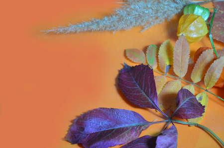 autumn leaf on orange background top view, orange red leaf, copy place for inscription, tablet for text. Abstract autumn background yellow green autumn leaves Halloween Thanksgiving Harvestingの写真素材
