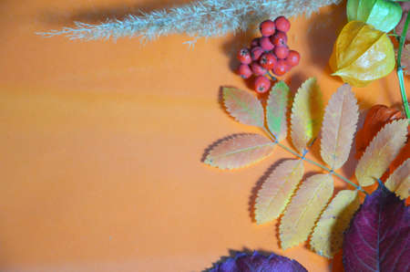 autumn leaf on orange background top view, orange red leaf, copy place for inscription, tablet for text. Abstract autumn background yellow green autumn leaves Halloween Thanksgiving Harvestingの写真素材