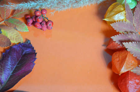 autumn leaf on orange background top view, orange red leaf, copy place for inscription, tablet for text. Abstract autumn background yellow green autumn leaves Halloween Thanksgiving Harvestingの写真素材