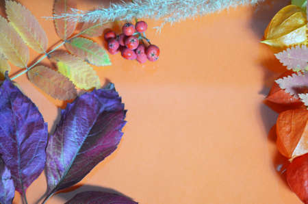 autumn leaf on orange background top view, orange red leaf, copy place for inscription, tablet for text. Abstract autumn background yellow green autumn leaves Halloween Thanksgiving Harvestingの写真素材