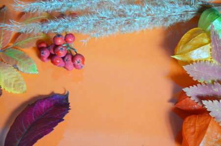 autumn leaf on orange background top view, orange red leaf, copy place for inscription, tablet for text. Abstract autumn background yellow green autumn leaves Halloween Thanksgiving Harvestingの写真素材