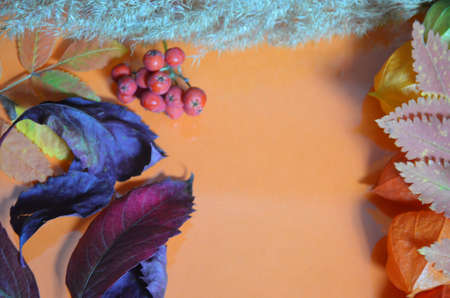 autumn leaf on orange background top view, orange red leaf, copy place for inscription, tablet for text. Abstract autumn background yellow green autumn leaves Halloween Thanksgiving Harvestingの写真素材