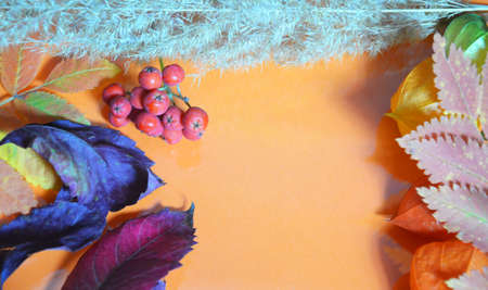 autumn leaf on orange background top view, orange red leaf, copy place for inscription, tablet for text. Abstract autumn background yellow green autumn leaves Halloween Thanksgiving Harvestingの写真素材