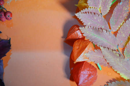 autumn leaf on orange background top view, orange red leaf, copy place for inscription, tablet for text. Abstract autumn background yellow green autumn leaves Halloween Thanksgiving Harvestingの写真素材