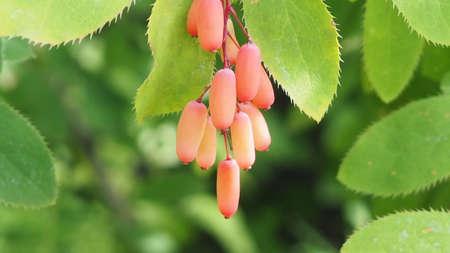 Barberry red berries. Red barberry on the branch. Red barberry berries on a bush. Berberis vulgaris. Fresh ripe berries with green background.の写真素材