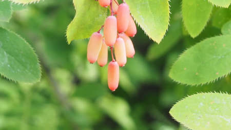 Barberry red berries. Red barberry on the branch. Red barberry berries on a bush. Berberis vulgaris. Fresh ripe berries with green background.の写真素材