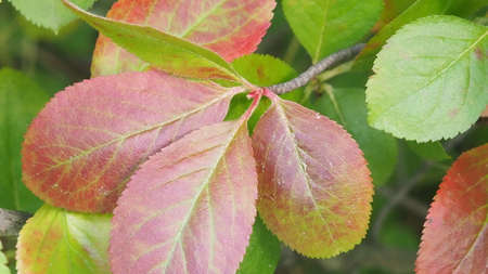 Autumnal ornament, red leaves on the treeの写真素材
