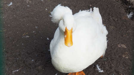 white duck with a tufted, on a home farm, domestic animals, farm animals, duck on traditional free range poultry farmの写真素材
