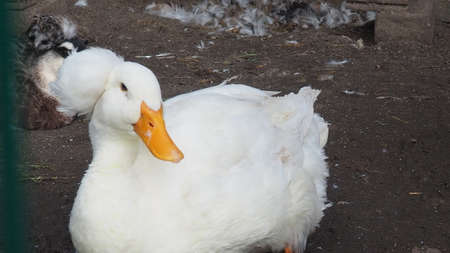white duck with a tufted, on a home farm, domestic animals, farm animals, duck on traditional free range poultry farmの写真素材